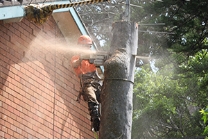 Touchwood Tree Services